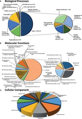 Functional Insight of Nitric-Oxide Induced DUF Genes in Arabidopsis thaliana